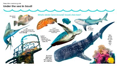 Marine Life in Saudi: Red Sea Creatures to Look Out For - Visit Saudi  Official Website