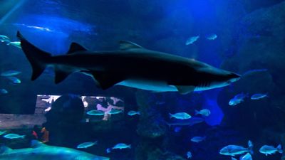 Explore Fakieh Aquarium - Visit Saudi Official Website