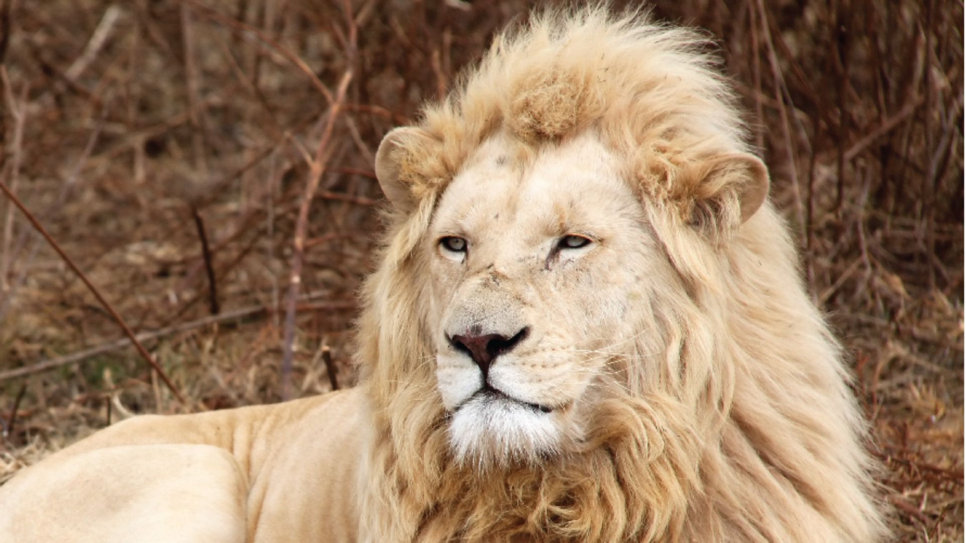 See lion. See lion. маленький львенок. See lion. бом пан лев.