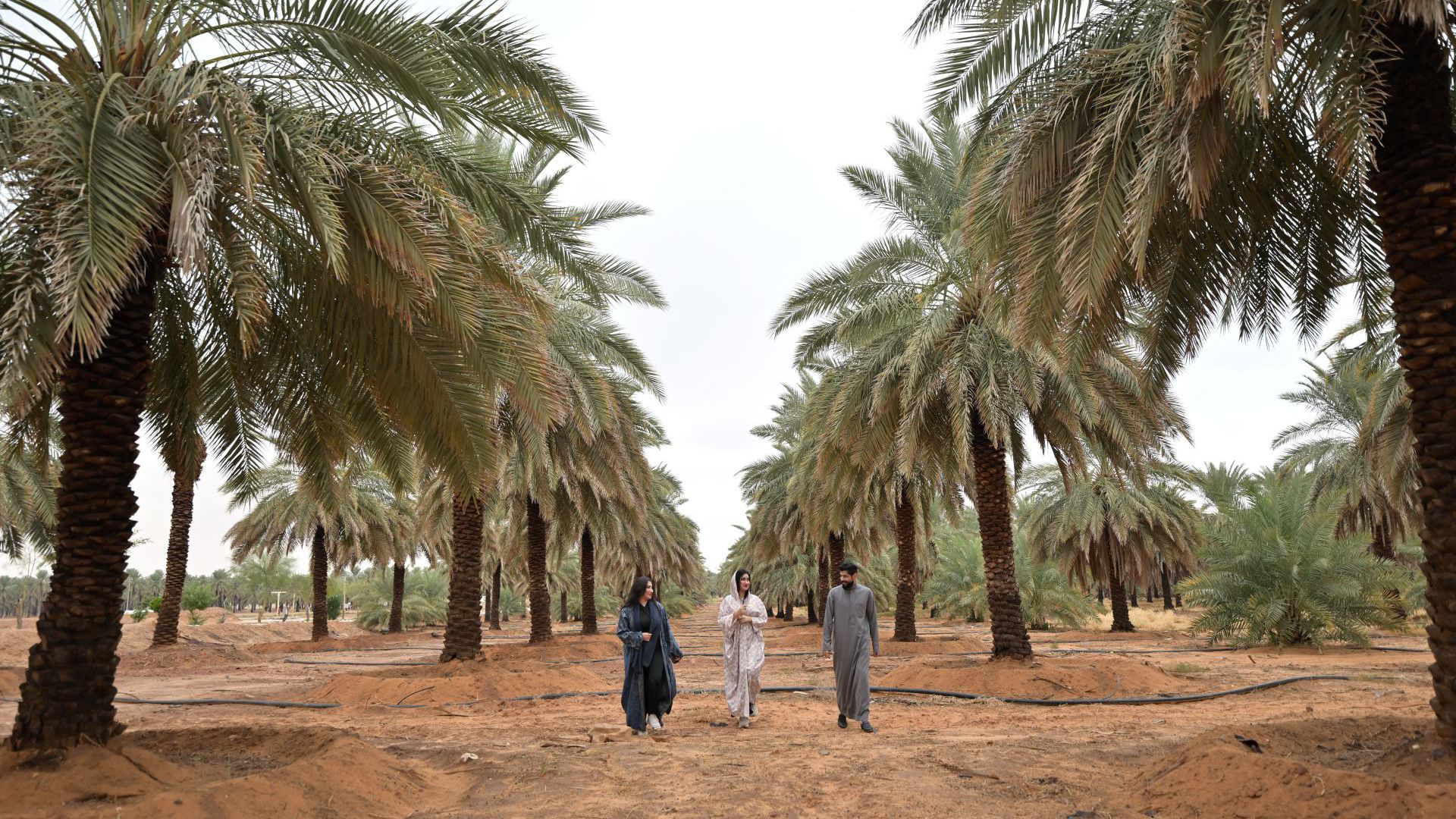 Al Rajhi Farm | World’s Largest Palm Oasis - Visit Saudi Official Website