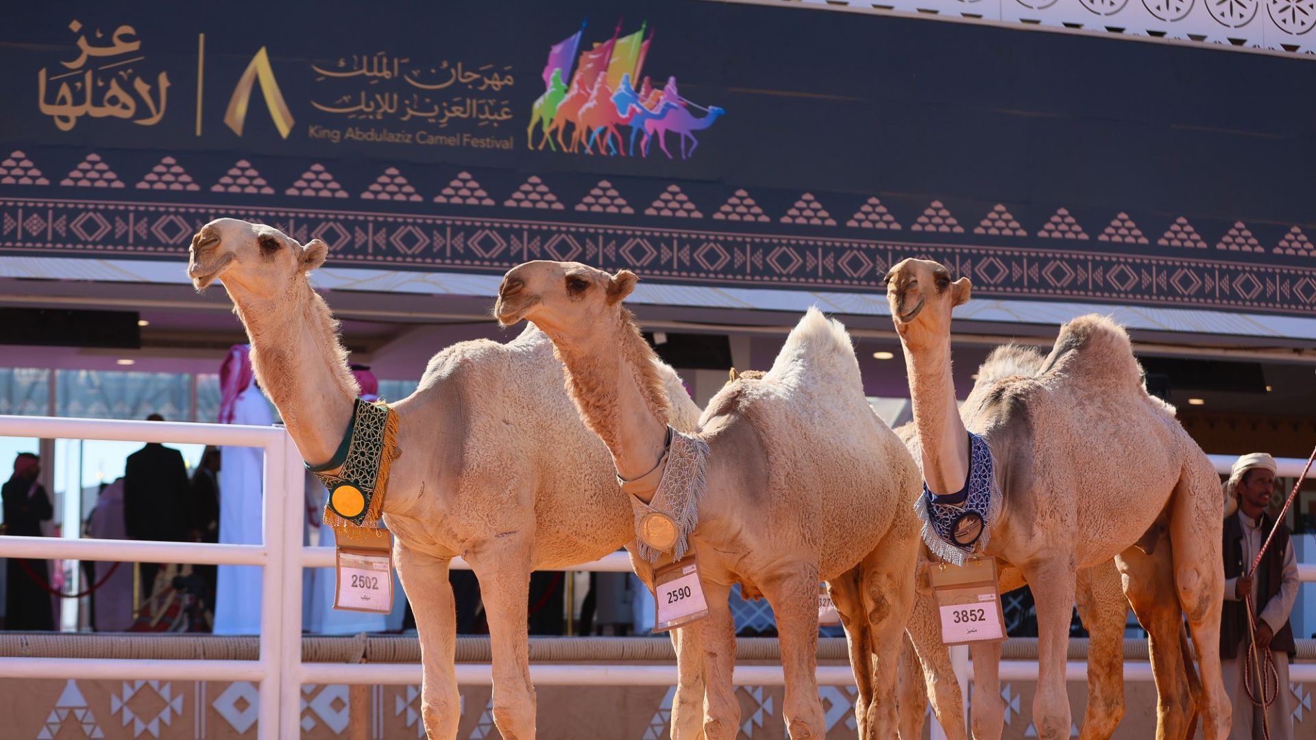 camel-festival
