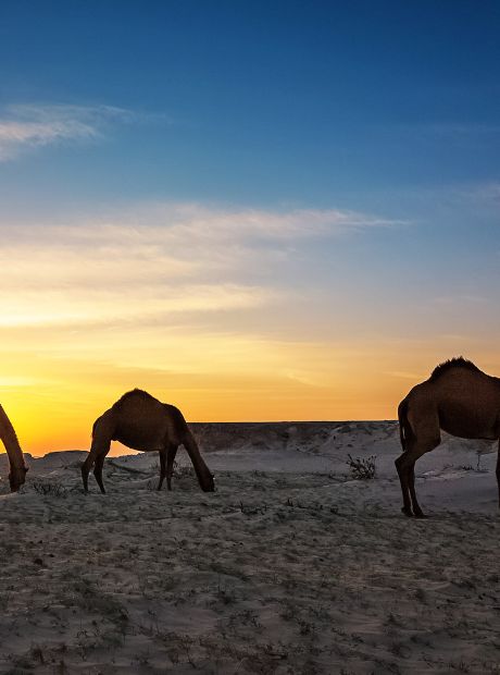 サウジアラビアの国獣の歴史 - 公式ウェブサイト Visit Saudi サウジアラビアの国獣の歴史 - 公式ウェブサイト Visit Saudi