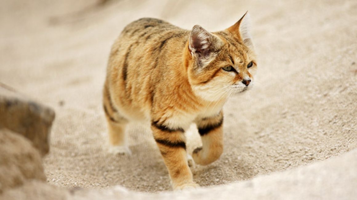 18 معلومة حول الحياة البرية في السعودية Cat:crop-1920x1080?defaultImage=cat&wid=1160&hei=652