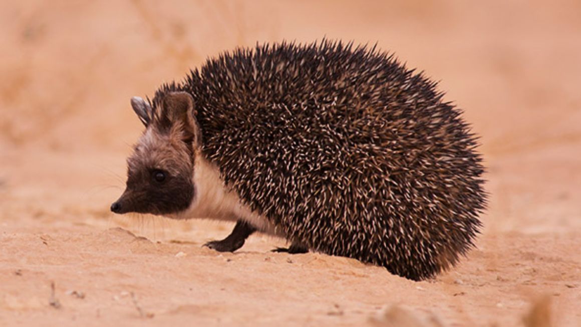 18 معلومة حول الحياة البرية في السعودية Desert-hedgehog:crop-1920x1080?defaultImage=desert-hedgehog&wid=1160&hei=652