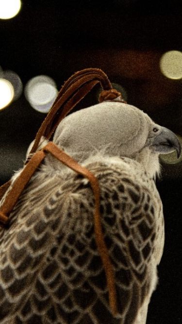 desert-hunters-exploring-the-legacy-of-falconry-in-saudi-arabia