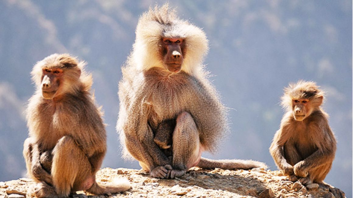 18 معلومة حول الحياة البرية في السعودية Hamadryas-baboon:crop-1920x1080?defaultImage=hamadryas-baboon&wid=1160&hei=652