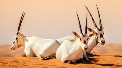 18 facts about Saudi wildlife - Visit Saudi Official Website