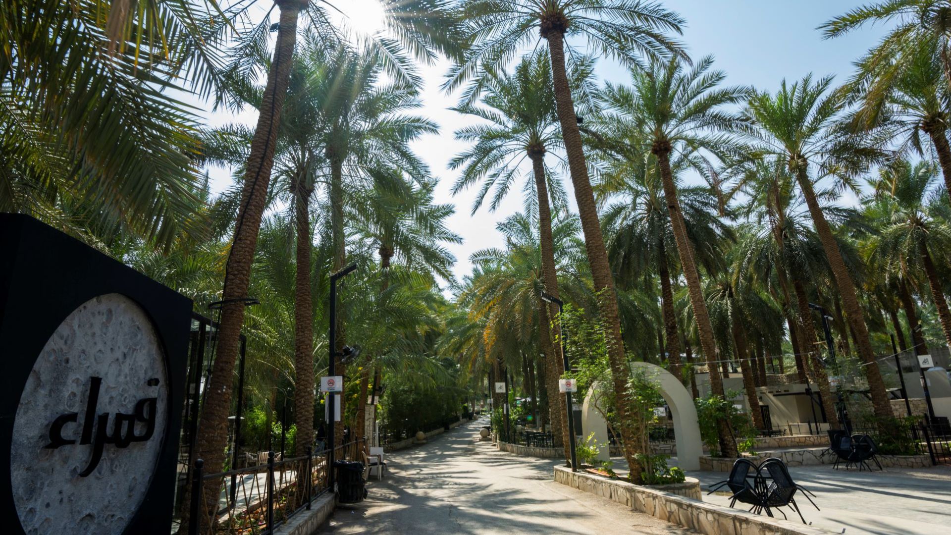 palms-avenue-nature
