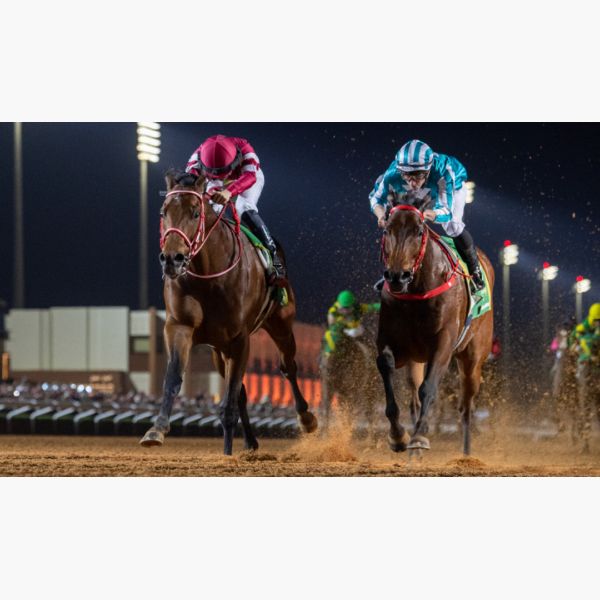 Saudi Cup 2026 - Visit Saudi Official Website