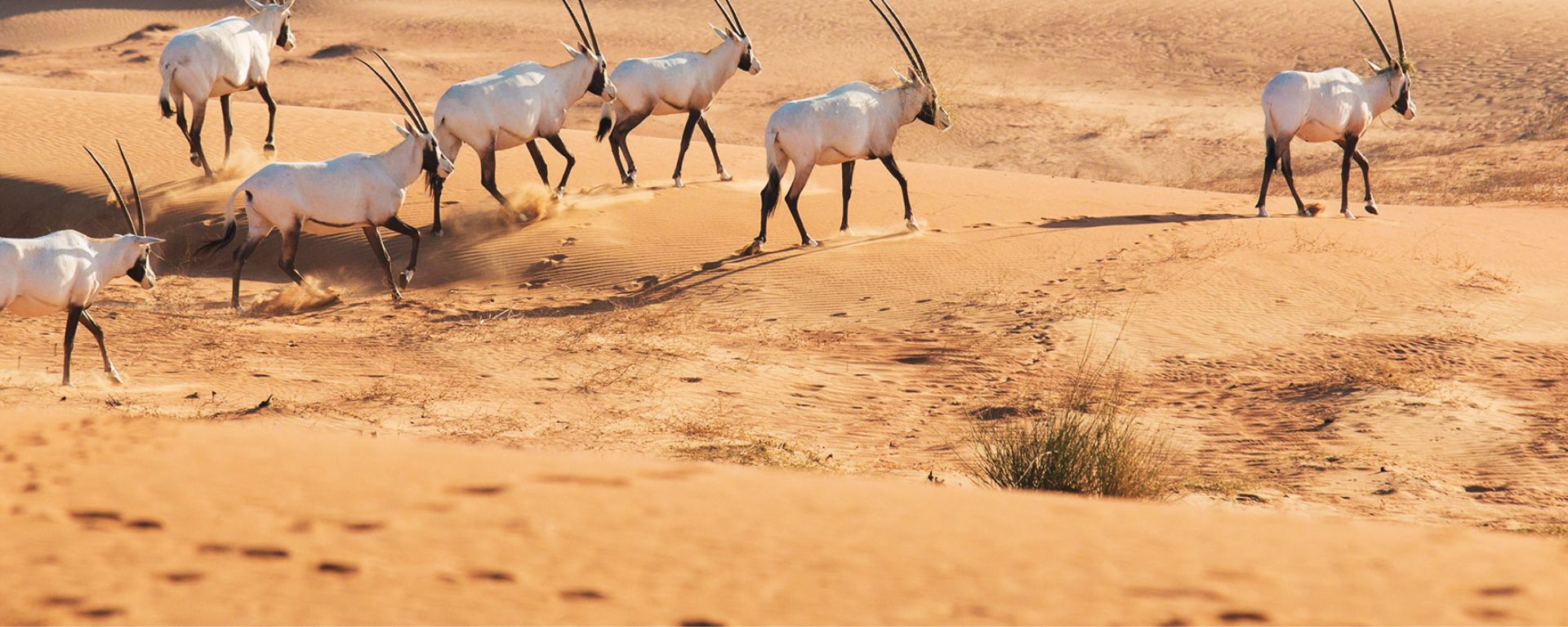 18 facts about Saudi wildlife - Visit Saudi Official Website