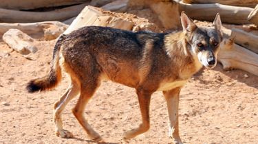 サウジの野生生物のあまり知られていない18の事実 公式ウェブサイト Visit Saudi