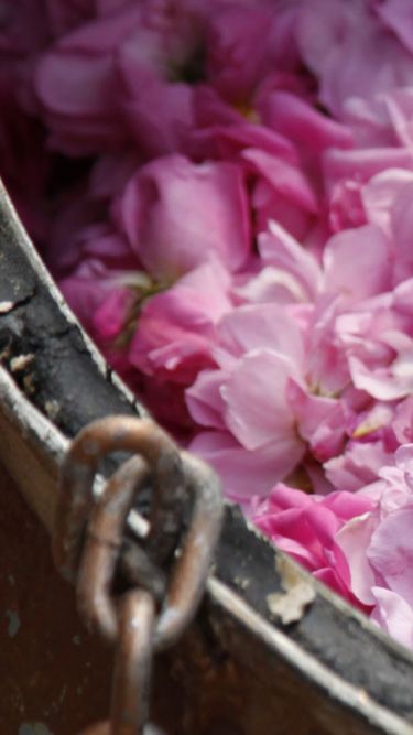 rose-water-in-taif-banner
